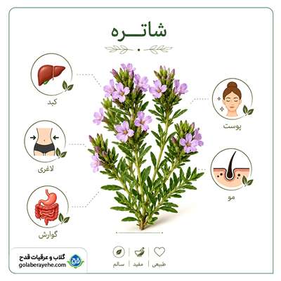 Benefits of Chatre and Chatre sweat for the liver, skin, weight loss, and digestion